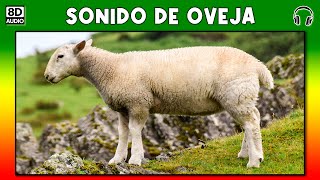 SONIDO DE OVEJA 🐑 [upl. by Trofmoc]