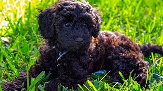 Schnoodle  Top 15 Fact That You Need To Know Compilation Video [upl. by Codel617]