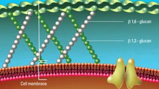 Overview of the Fungal Cell Structure [upl. by Emirej590]