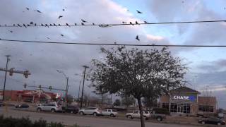 The Birds Greattailed Grackles Quiscalus mexicanus Invade Crowley [upl. by Ileane]