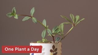 Peperomia kimnachii Houseplant Care — 200 of 365 [upl. by Sapphire]