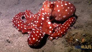 Callistoctopus macropus [upl. by Adnaluoy]