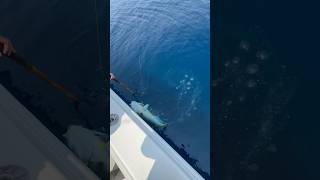 Golden Tilefish on the deep drop fishing getoutside fillet fish tilefish freediving funtimes [upl. by Nnylanna]