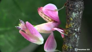 Orchid Mantis  Super PINK [upl. by Noiramaj]