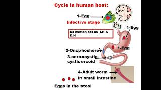 Parasitology ASU GIT Hymenolepis nana HD DR Khaled HAbib [upl. by Alenairam]