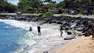 Lawai snorkel beach in Poipu shows Low Tourism for Kauai Hawaii [upl. by Nilsoj]