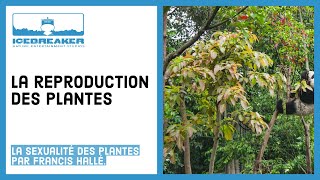 07 Comment les plantes se reproduisentelles [upl. by Aikenahs596]