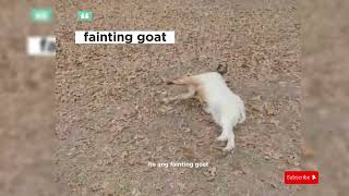 fainting goats [upl. by Prady52]