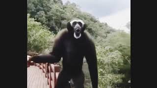 Chimpanzee barking like a dog [upl. by Jeanette946]