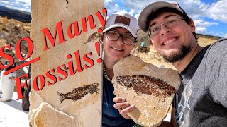 We Found HUNDREDS of Fish Fossils Digging for Phenomenal Fossil Specimens in Kemmerer Wyoming [upl. by Anelle]