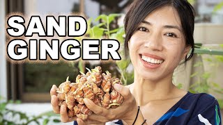 From Shade to Plate Sand Ginger for Small Space Gardeners [upl. by Cavan]