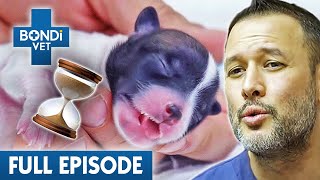 Giving CPR to a Newborn Puppy For An Hour ⏰  Bondi Vet Coast to Coast Season 3 Ep 5  Full Episode [upl. by Leiria]