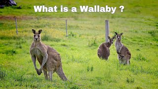 Facts About Wallaby  What is a Wallaby [upl. by Lilak]