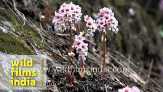 Bergenia ciliata or Saxifrage growing in the high Himalaya [upl. by Emanuela]