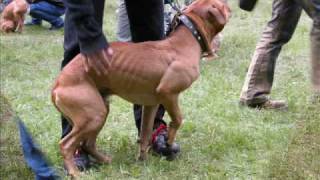 american pitbull terrier  dog show 2004 [upl. by Akoyn145]