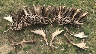 62 Sheds in 6 Days  Epic Fallow Deer Shed Hunting in Sweden 2019 [upl. by Heather]