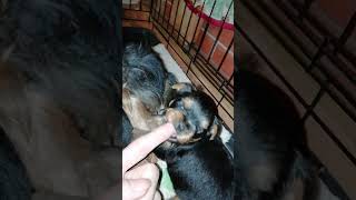 Yorkshire Terrier puppies at 1 month [upl. by Marchelle]