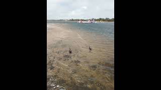 Black swans on the Water Lakes Entrance Victoria [upl. by Teillo]