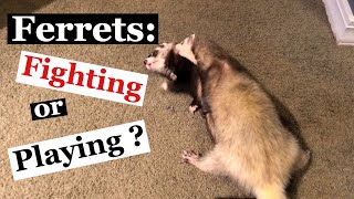 Ferrets Fighting or Playing [upl. by Essined]