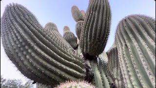 🌵Saguaro of the Day🌵 DONNA DANGEROUS 😈 Spiked The Palm of My Hand Pretty Badly 😳 😢 🤢 [upl. by Haas201]