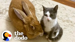 Rescued Bunny Turns Into The Best Foster Mom  The Dodo [upl. by Eldorado906]