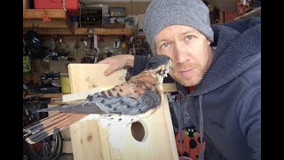 Kestrel  Screech Owl Nesting Boxes [upl. by Jolee558]