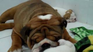 The cutest English bulldog puppy video you will ever see [upl. by Arick]