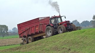 Case International 1455 XL  Harvesting mais  Op de dijk bij Wilp  Nikkels [upl. by Drarej]