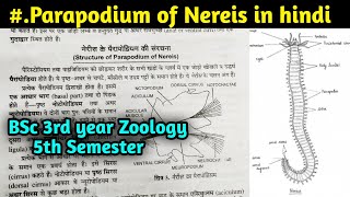 Structure of Parapodium of Nereis in hindi  BSc 3rd year Zoology 5th Semester [upl. by Nemra]