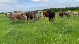 17 Head of Red and Yellow Crossbred Type Cows 0311  Cattle for sale [upl. by Wenger277]