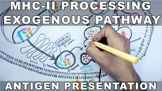 Exogenous Pathway of Antigen Presentation  MHC II Processing [upl. by Lydie]