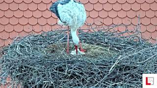 Storchennest Markt Langquaid  Erstes Küken ist geschlüpft und eins unterwegs  21042024 [upl. by Hanaj]