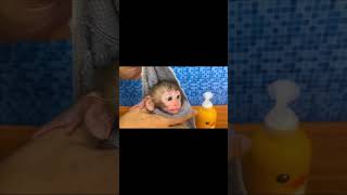 Monkey raja taking shower Monkey Raja trendingshorts viralshorts foryou shortsfeed youtube [upl. by Atnim]