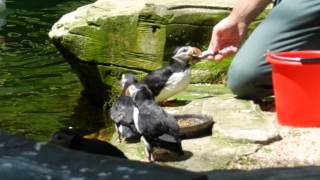 餌をもらうニシツノメドリ（パフィン）Puffin 20130616 [upl. by Andrew]