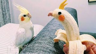 The Worlds Funniest Parrots That Will Have You Rolling with Laughter 😅 [upl. by Netsrik183]