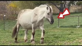 Pregnant Mare About to Give Birth—What the Vet Found Will Shock You [upl. by Hawger]