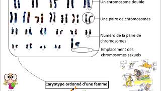 Questce quun caryotype [upl. by Wallie]