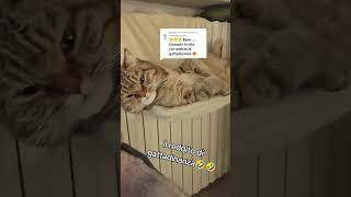 IL REDDITO DI GATTADINANZA cat gattidivertenti funnyvideo catlover catshorts funnycats perte [upl. by Netsruk467]