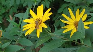 Sachem Among False Sunflowers [upl. by Rhoads]