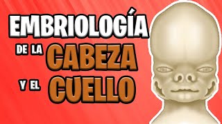 ✅ EMBRIOLOGÍA de la CABEZA y el CUELLO Parte 1°👅🙇🏻‍♀️ [upl. by Idak]