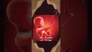 Babys Journey in the Womb  Fetal development  Weekly growth of a baby  Gestation period [upl. by Melosa119]