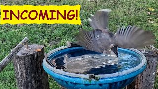 My lonely Noisy Friarbird comes for a bath  hes a great diver Australian birds [upl. by Jeddy]