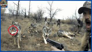 How Do California Hunters Deal with Millions of Coyotes Using Rifles and Dogs  Hog hunting [upl. by Yoong]