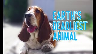 earths deadliest animal basset hound [upl. by Nedmac]