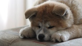 8 Best Things About an Akita Inu 🐶 [upl. by Zora]