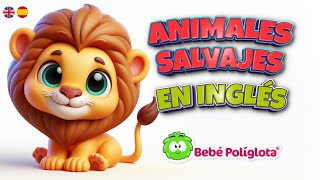 🐯🐻APRENDE ANIMALES SALVAJES vocabulario en INGLÉS [upl. by Inafit]