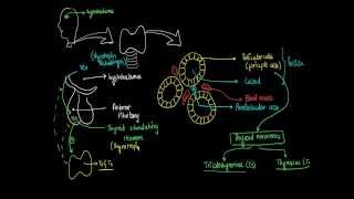 3  Thyroid Glands  Hormones Physiology [upl. by Osrock]