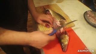 How We Fillet Walleye [upl. by Atinnek]