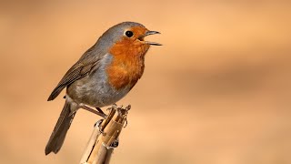 Kızılgerdan  European Robin Erithacus rubecula [upl. by Prior569]