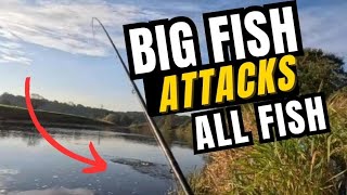 INSANE PIKE ATTACKS FISH [upl. by O'Reilly837]